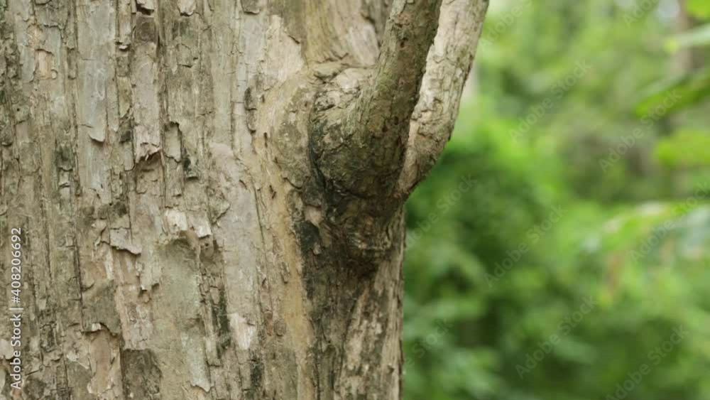 Teak tree in the forest with blurred background Teak tree in the forest with blurred background