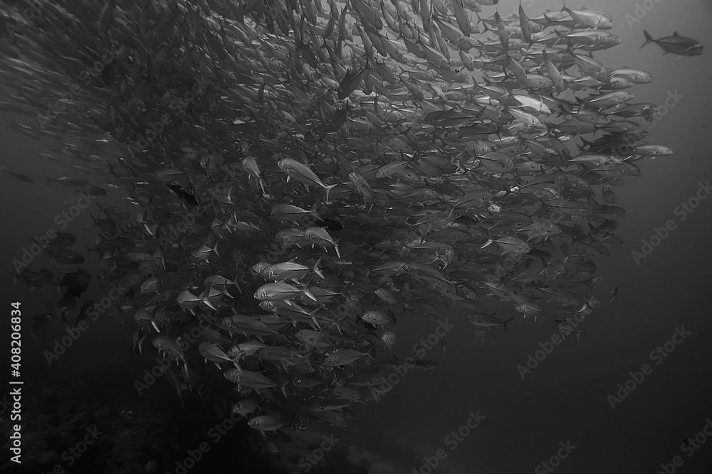 many Caranx underwater / large fish flock, underwater world, ocean ecological system many Caranx underwater / large fish flock, underwater world, ocean ecological system