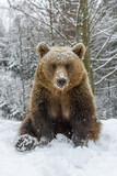 Close-up brown bear sitting in a funny pose in winter forest