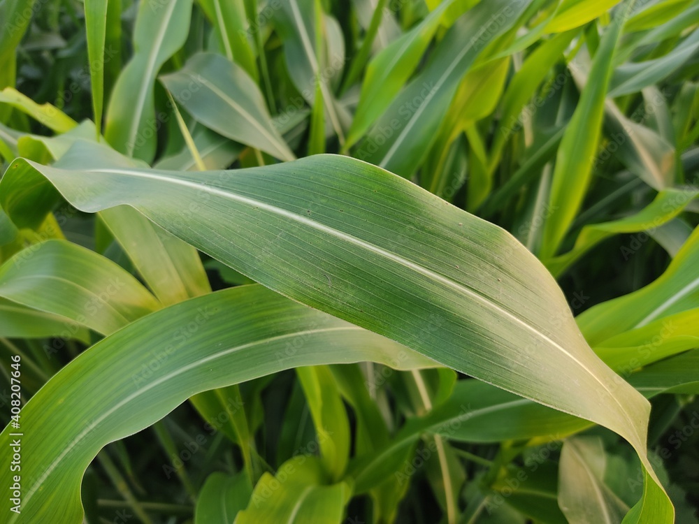 green corn leaf. corn field for background texture. Green corn maize field.Corn cob with green leaves growth. green corn leaf. corn field for background texture. Green corn maize field.Corn cob with green leaves growth.