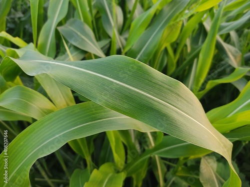 green corn leaf. corn field for background texture. Green corn maize field.Corn cob with green leaves growth. 