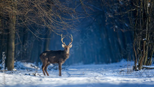 Fotografie Close young majestic red deer stag in winter forest