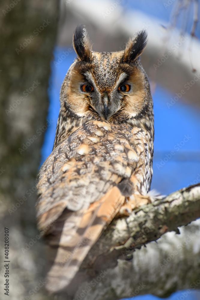 Owl sit in a tree and looking on the the camera Owl sit in a tree and looking on the the camera