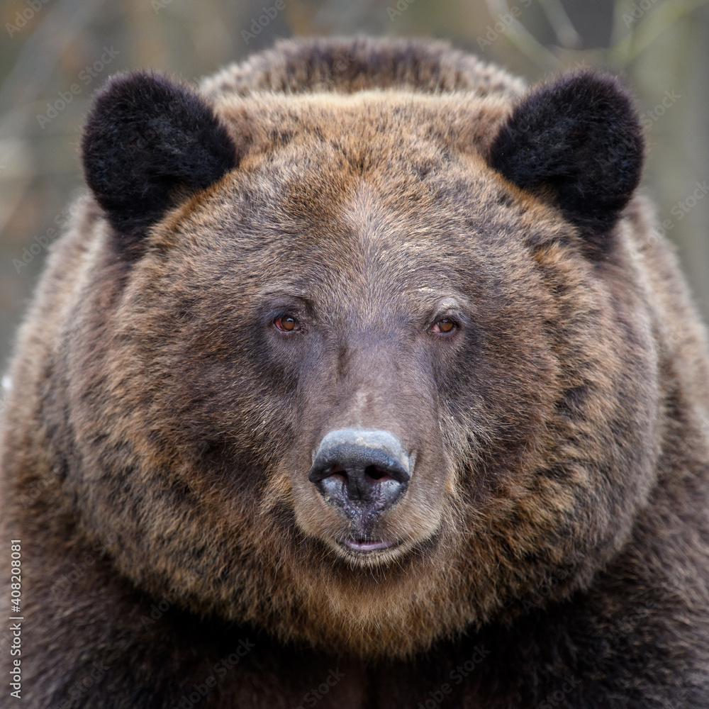 Close portrait wild big brown bear portrait in forest. Danger animal in nature habitat Close portrait wild big brown bear portrait in forest. Danger animal in nature habitat