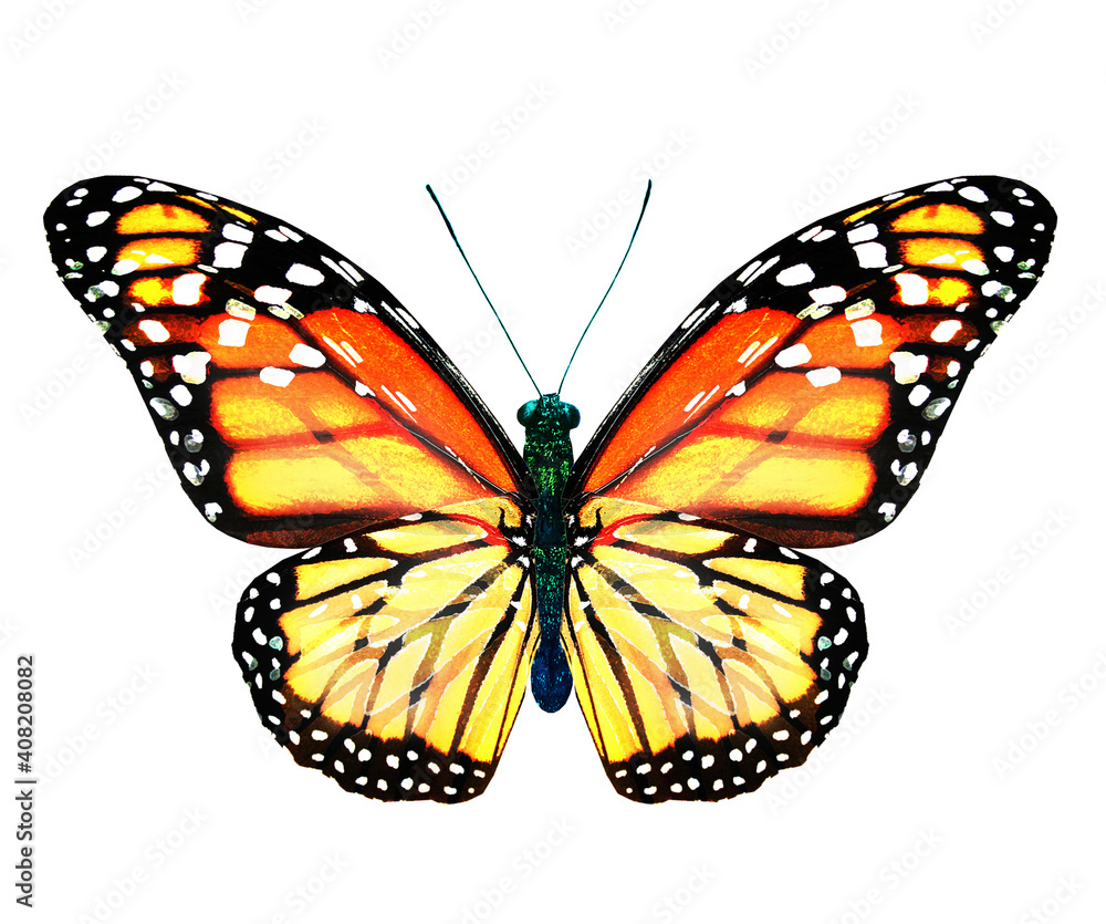 Fototapeta premium Color monarch butterfly , isolated on the white background