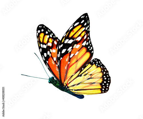 Color monarch butterfly , isolated on the white background © suns07butterfly