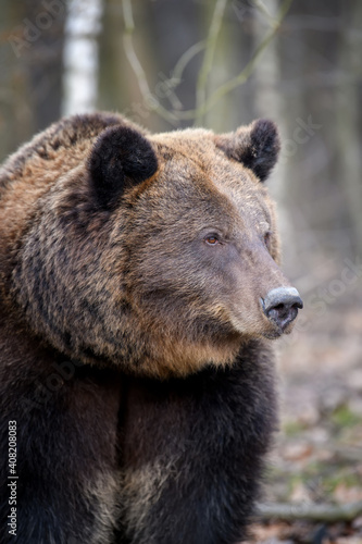 Close portrait wild big brown bear portrait in forest. Danger animal in nature habitat © byrdyak