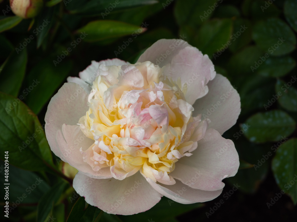 Close-up of a pale pink peony flower with yellow hues against a background of dark green foliage.