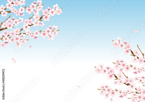 桜の花の水彩イラスト背景