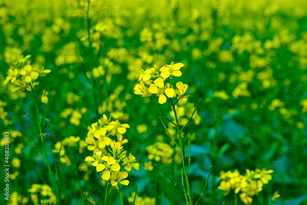 Obraz premium Bloomed mustard flowers closeup views on the fields.