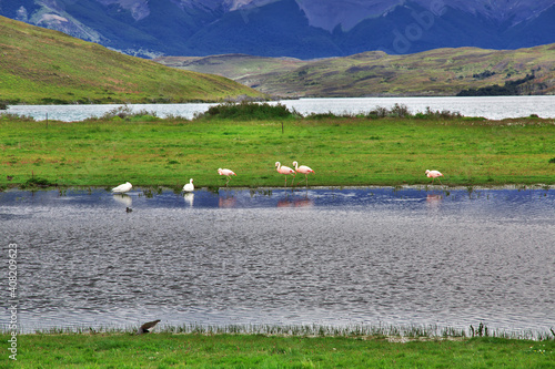 Flamingo in Torres del Paine National Park, Patagonia, Chile © Sergey
