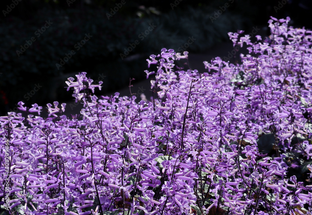 Obraz premium Beautiful flower, Purple Spurflower. Plectranthus mona lavender violet flowers.