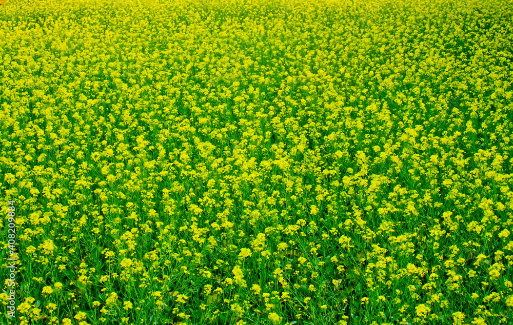 Fototapeta premium Mustard flowers blooming on the village fields.