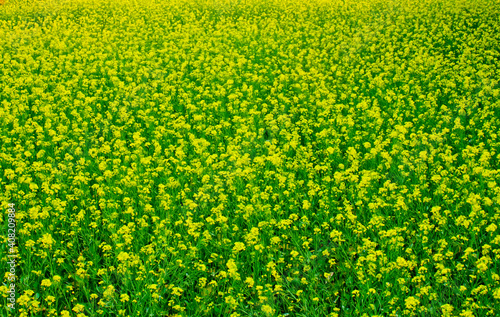 Mustard flowers blooming on the village fields.