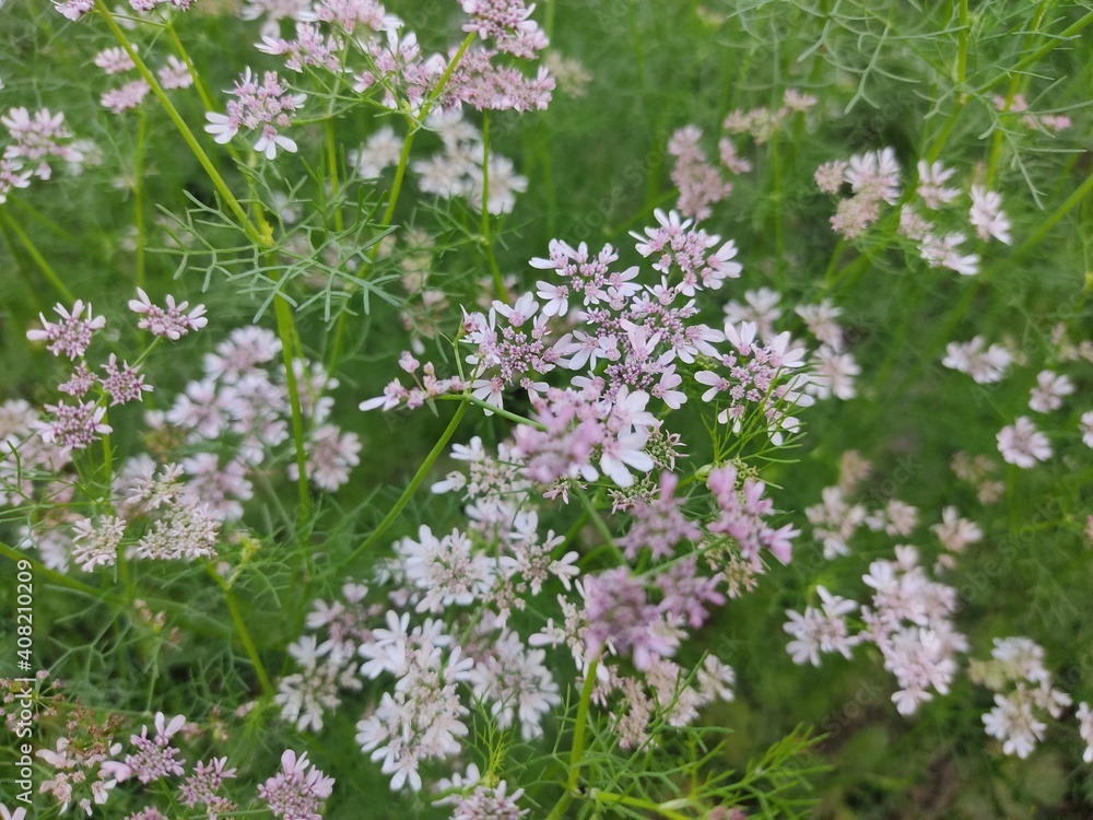 small Beautiful flowers in the Field.flowers for background texture.beautiful nature in spring. small Beautiful flowers in the Field.flowers for background texture.beautiful nature in spring.