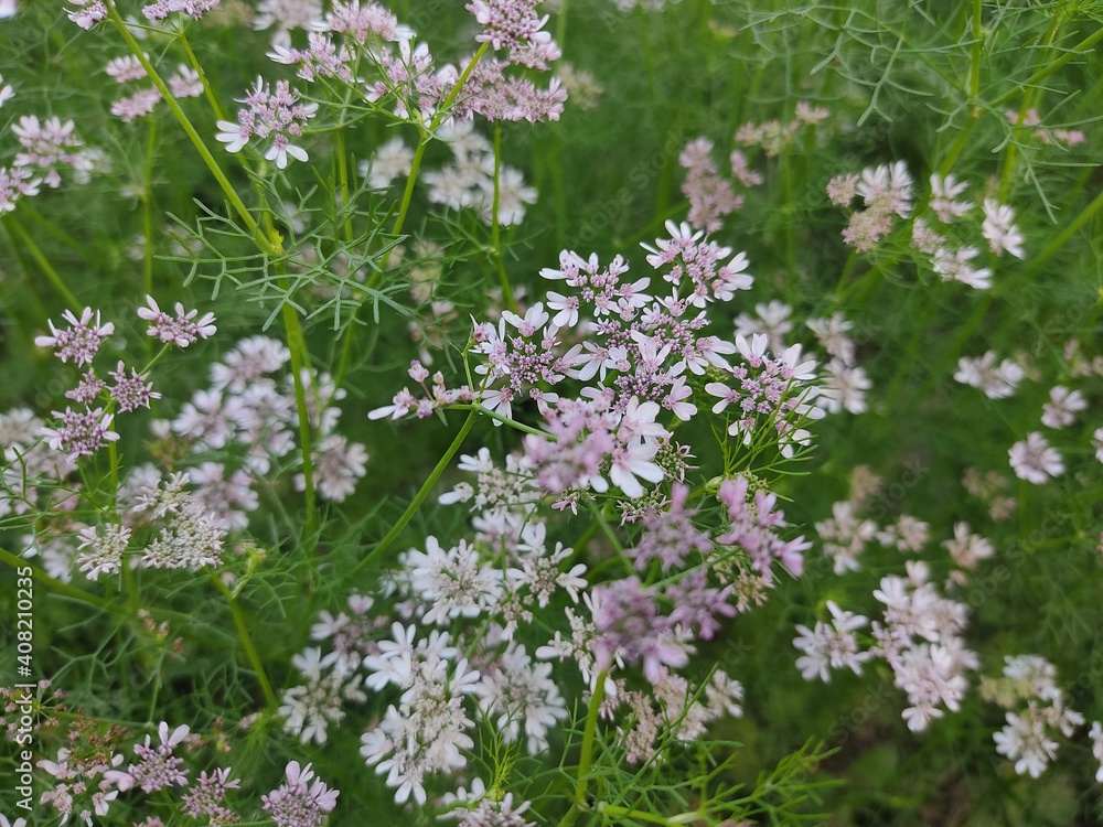 small Beautiful flowers in the Field.flowers for background texture.beautiful nature in spring. small Beautiful flowers in the Field.flowers for background texture.beautiful nature in spring.