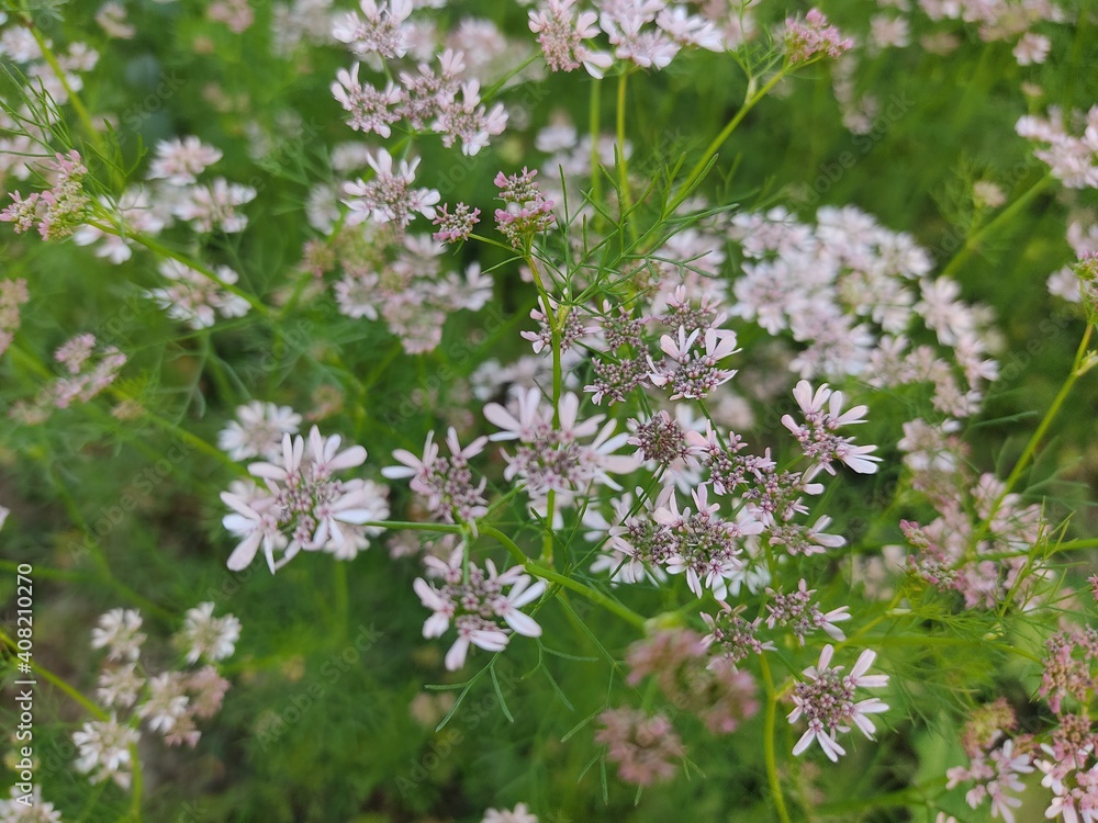 small Beautiful flowers in the Field.flowers for background texture.beautiful nature in spring.