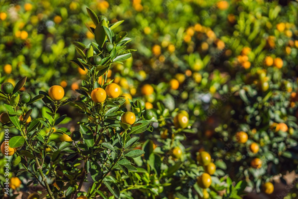 Close up Vibrant orange citrus fruits on a Kumquat tree in honor of the Vietnamese new year. Lunar new year flower market. Chinese New Year. Tet Close up Vibrant orange citrus fruits on a Kumquat tree in honor of the Vietnamese new year. Lunar new year flower market. Chinese New Year. Tet
