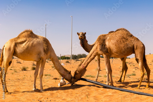 Close up of thirsty Camels drinking water in the sand dunes of Dubai desert, United Arab Emirates.