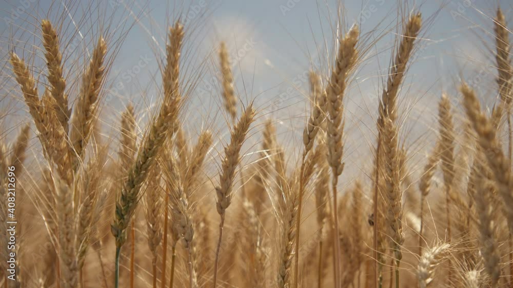 Farmer wheat field. Agriculture. Ears of golden wheat at sunset. Harvesting on fertile soil. Golden wheat field. Harvest on fertile soil. Wheat ears in sun. Farmer fertile field. Agriculture concept Farmer wheat field. Agriculture. Ears of golden wheat at sunset. Harvesting on fertile soil. Golden wheat field. Harvest on fertile soil. Wheat ears in sun. Farmer fertile field. Agriculture concept