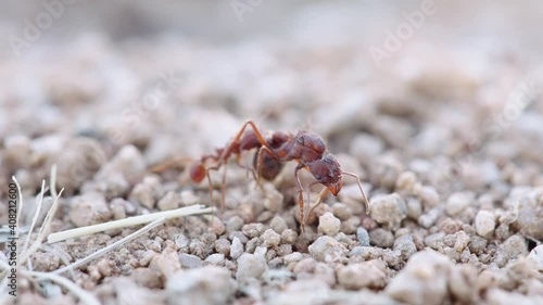 Leafcutter soldier ant attacks struggling mated dealate queen- ground level super macro photo