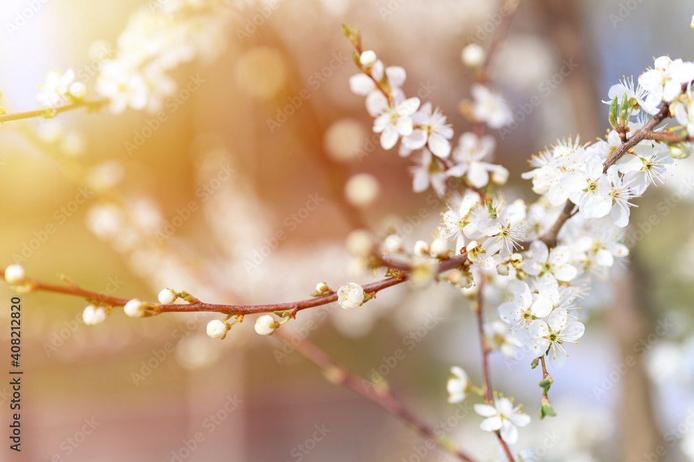 plums or prunes bloom white flowers in early spring in nature. selective focus. flare plums or prunes bloom white flowers in early spring in nature. selective focus. flare