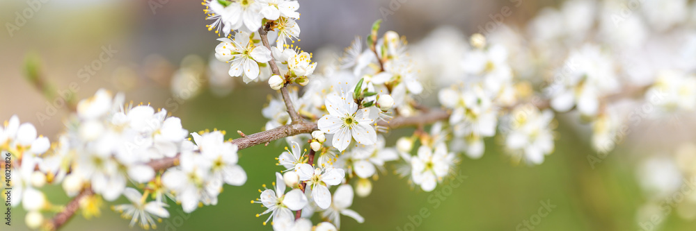plums or prunes bloom white flowers in early spring in nature. selective focus. banner