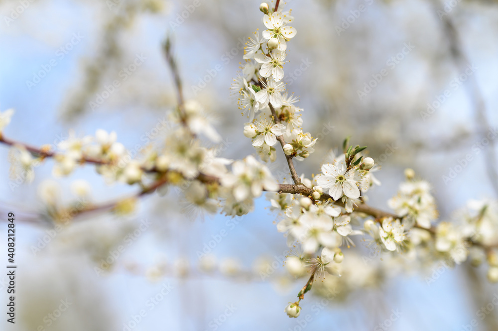 plums or prunes bloom white flowers in early spring in nature. selective focus plums or prunes bloom white flowers in early spring in nature. selective focus