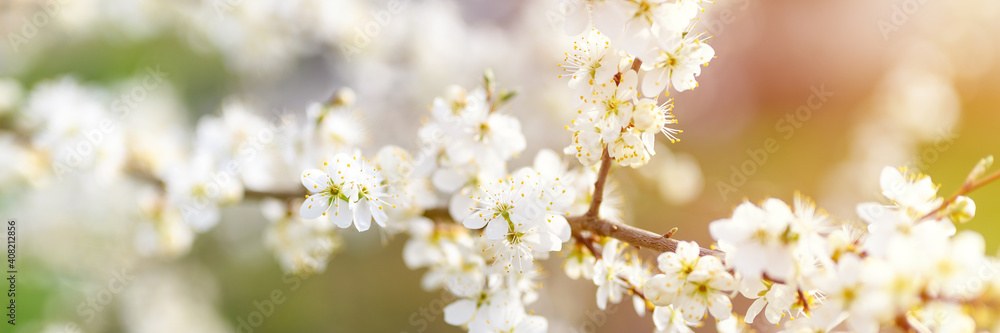 Fototapeta premium plums or prunes bloom white flowers in early spring in nature. selective focus. banner. flare