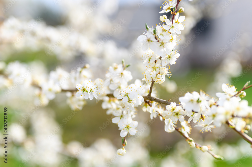 plums or prunes bloom white flowers in early spring in nature. selective focus plums or prunes bloom white flowers in early spring in nature. selective focus