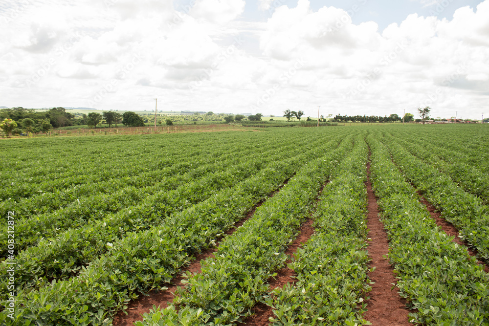 Many peanut seedlings arranged in rows on a plantation. The photo shows the power of nature and agriculture on a bright day and blue sky with clouds. Brazilian countryside