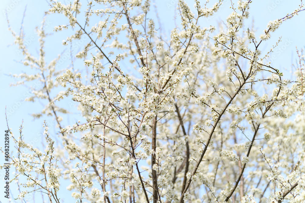plums or prunes bloom white flowers in early spring in nature. selective focus plums or prunes bloom white flowers in early spring in nature. selective focus