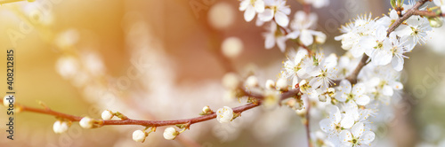 plums or prunes bloom white flowers in early spring in nature. selective focus. banner. flare