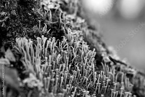 Lichen cladonia coniocraea and moss on tree bark in autumn forest. Black and white photo. photo