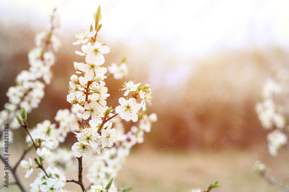 plums or prunes bloom white flowers in early spring in nature. selective focus. flare plums or prunes bloom white flowers in early spring in nature. selective focus. flare