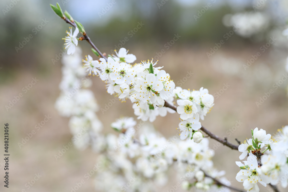 plums or prunes bloom white flowers in early spring in nature. selective focus plums or prunes bloom white flowers in early spring in nature. selective focus