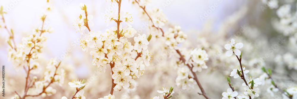 plums or prunes bloom white flowers in early spring in nature. selective focus. banner. flare
