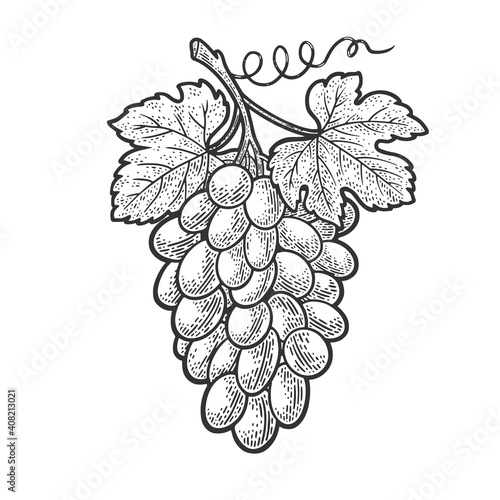 bunch of grapes sketch engraving vector illustration. T-shirt apparel print design. Scratch board imitation. Black and white hand drawn image.