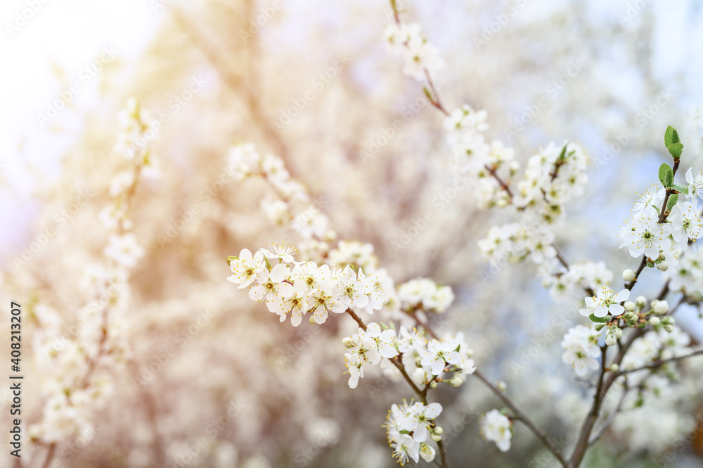 plums or prunes bloom white flowers in early spring in nature. selective focus. flare plums or prunes bloom white flowers in early spring in nature. selective focus. flare