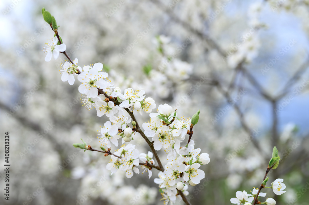 plums or prunes bloom white flowers in early spring in nature. selective focus plums or prunes bloom white flowers in early spring in nature. selective focus