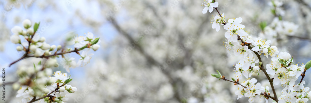 plums or prunes bloom white flowers in early spring in nature. selective focus. banner plums or prunes bloom white flowers in early spring in nature. selective focus. banner