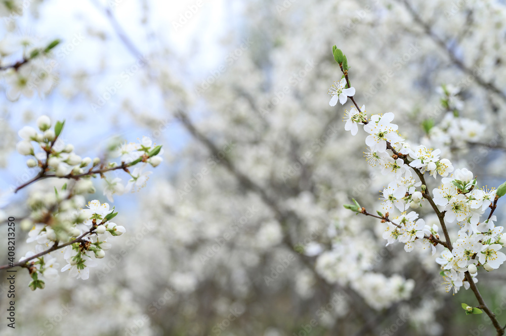 plums or prunes bloom white flowers in early spring in nature. selective focus plums or prunes bloom white flowers in early spring in nature. selective focus