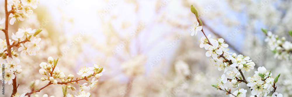 plums or prunes bloom white flowers in early spring in nature. selective focus. banner. flare plums or prunes bloom white flowers in early spring in nature. selective focus. banner. flare