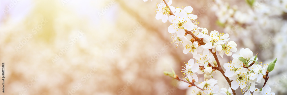 plums or prunes bloom white flowers in early spring in nature. selective focus. banner. flare plums or prunes bloom white flowers in early spring in nature. selective focus. banner. flare