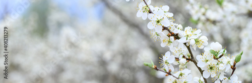 plums or prunes bloom white flowers in early spring in nature. selective focus. banner