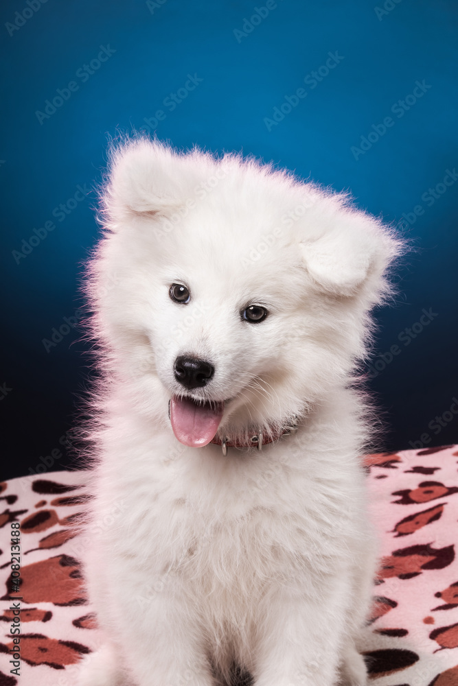 Funny samoyed puppy sitting on a blanket in colored lighting with his tongue out