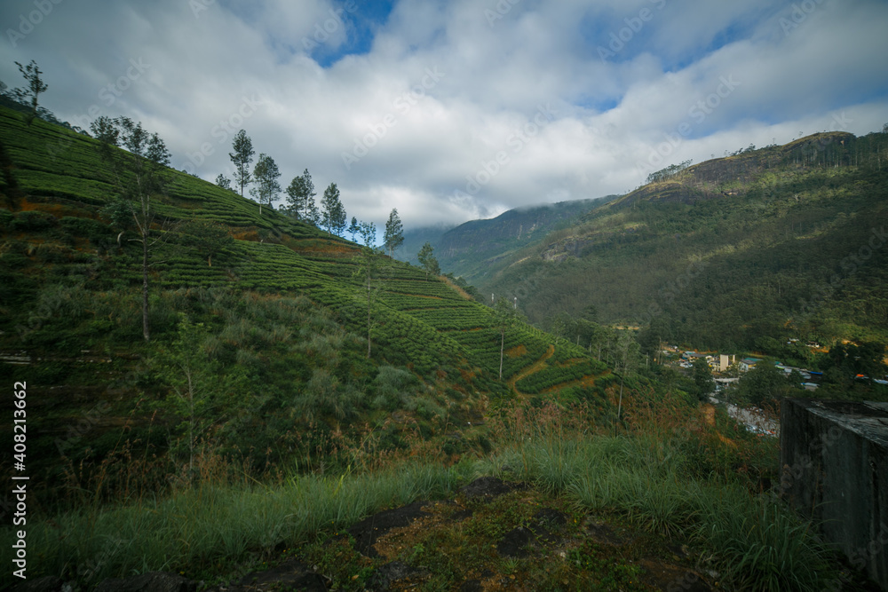 Tea plantations in the mountains of Sri Lanka.