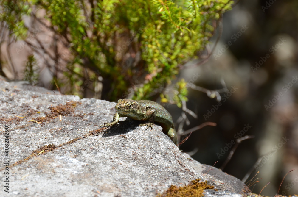 Lizard on a stone in the forest Lizard on a stone in the forest