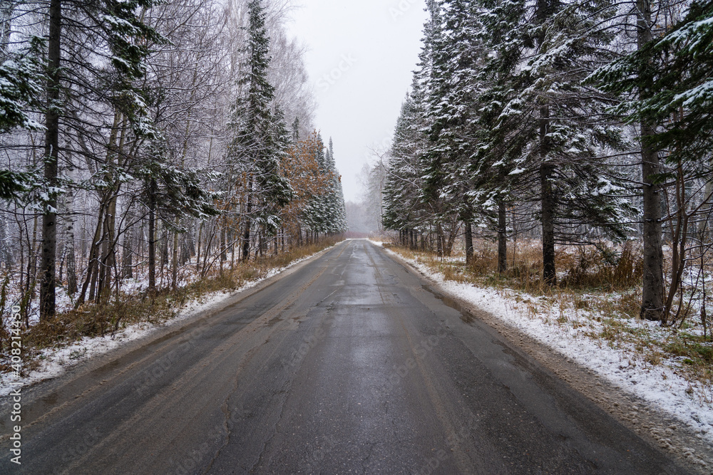 countryside road to horizon between high fir tree, misty frog in far side countryside road to horizon between high fir tree, misty frog in far side