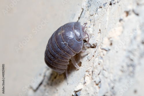 Roly poly bug, Armadillidium vulgare, climbs a concrete wall under the sun photo